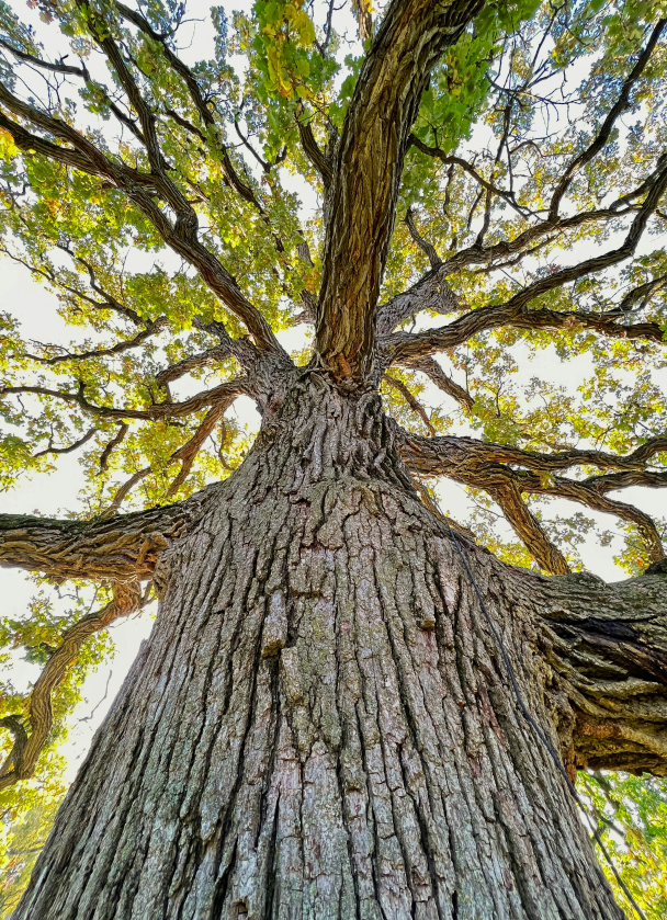 Looking up through the branches of a towering oak tree